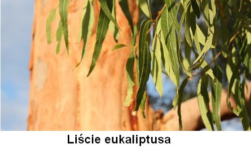 Liście eukaliptusa