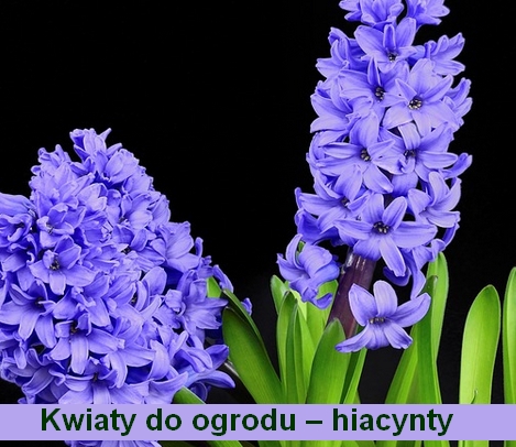 Kwiaty hiacynty